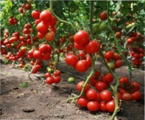 детермінантні сорти томатів фото