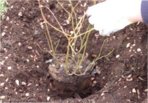 Рекомендації по посадці лохини