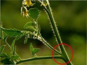 Плюси пасинкування помідорів