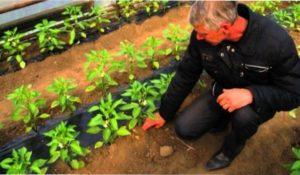 Можна використовувати фітолампи для освітлення розсади перцю.