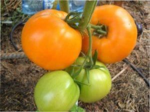 Помідор сорту Медовий спас