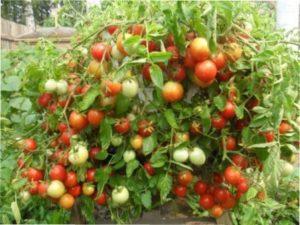 Врожайні помідори для відкритого грунту
