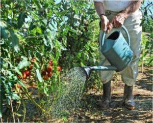 Среднепізні сорти томатів - фото.