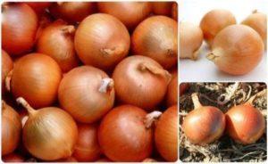 Сорт Арзамаський