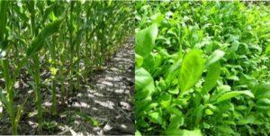 Вибір сорту і підходящого місця