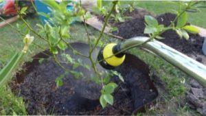 Як виростити лохину на ділянці - тонкощі догляду