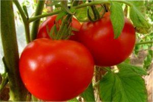 Кращі сорти томатів для городу з фото