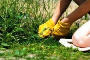 Догляд за помідорами