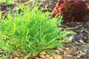 Терміни посіву руколи