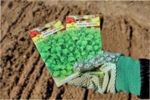 Посів насіння руколи