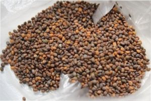 Агротехніка вирощування руколи