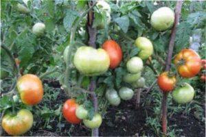 Коли томати приносять плоди?