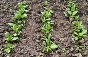 Тонкощі догляду за руколою