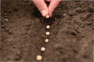  Особливості вирощування