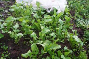 Шкідники і хвороби руколи