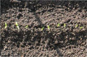  Особливості посадки