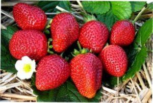 Як самостійно вирощувати ремонтантну полуницю