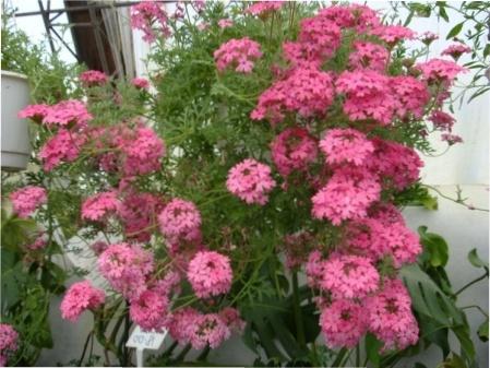 Вербена: вирощування з насіння - покрокова інструкція з фото