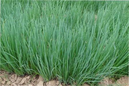 Вирощування цибулі шніт з насіння на дачній ділянці Вирощування цибулі шніт з насіння на дачній ділянці