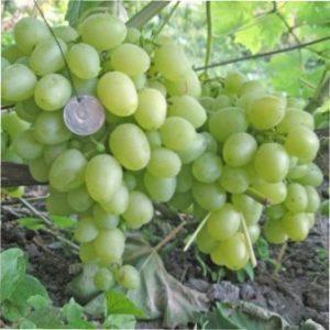 Виноград Восторг мускатний