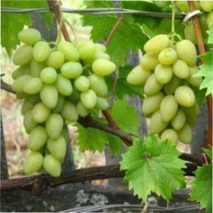 Виноград Олена