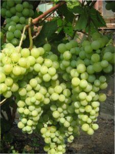 Виноград Перли Саба