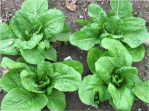 Особливості догляду за салатом ромен