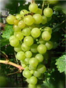 Вирощування Винограду Перли Саба в Україні