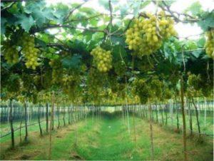 Догляд за Виноградом Перли Саба