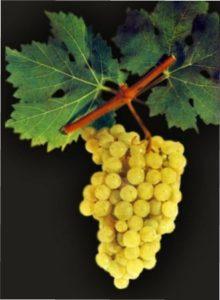 Виноград Золотистий ранній