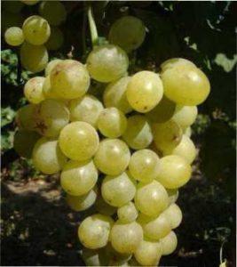 Вирощування Винограду Золотистий ранній