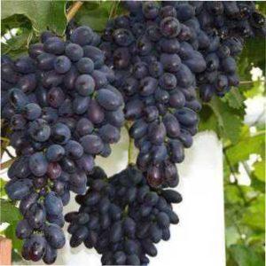 Види винограду, які мають ультраранні дозрівання