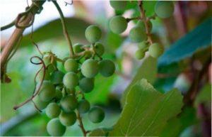 Виноград Кодрянка