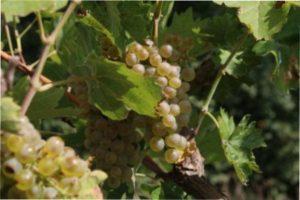 Найпоширеніші сорти раннього винограду