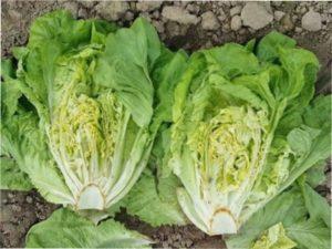 Коротко про корисні властивості салату ромен