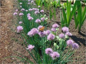 Опис Цибулі Шніт