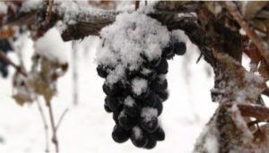 Догляд за Виноградом Кодрянка