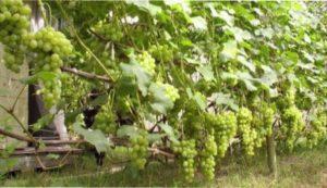  Сорт Винограду Гарольд