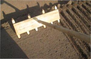 Посів насіння цибулі