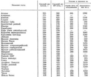 Руський ранній