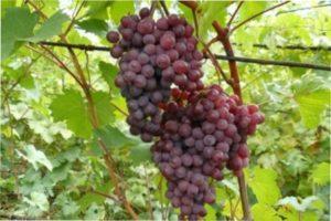 Вирощуваня Виноргада Руський ранній в Україні