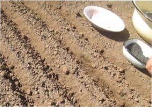 Припудрення насіння крейдою