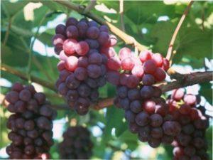 Догляд за Виноградом Руський ранній