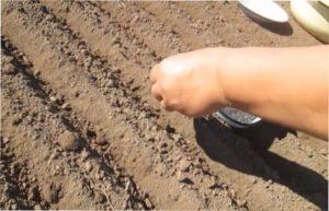 Посів цибулі у відкриту ділянку