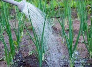 Подальший догляд за цибулею в Україні