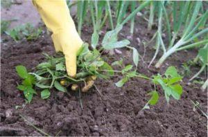 Полив цибулі