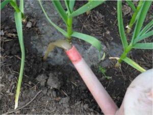 Способи прополки цибулі