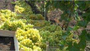 Ранні сорти винограду