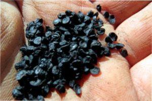 посів цибулі під зиму