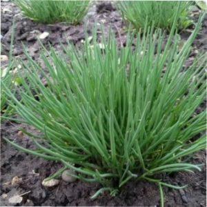 Вирощування Цибулі Шніт з насіння